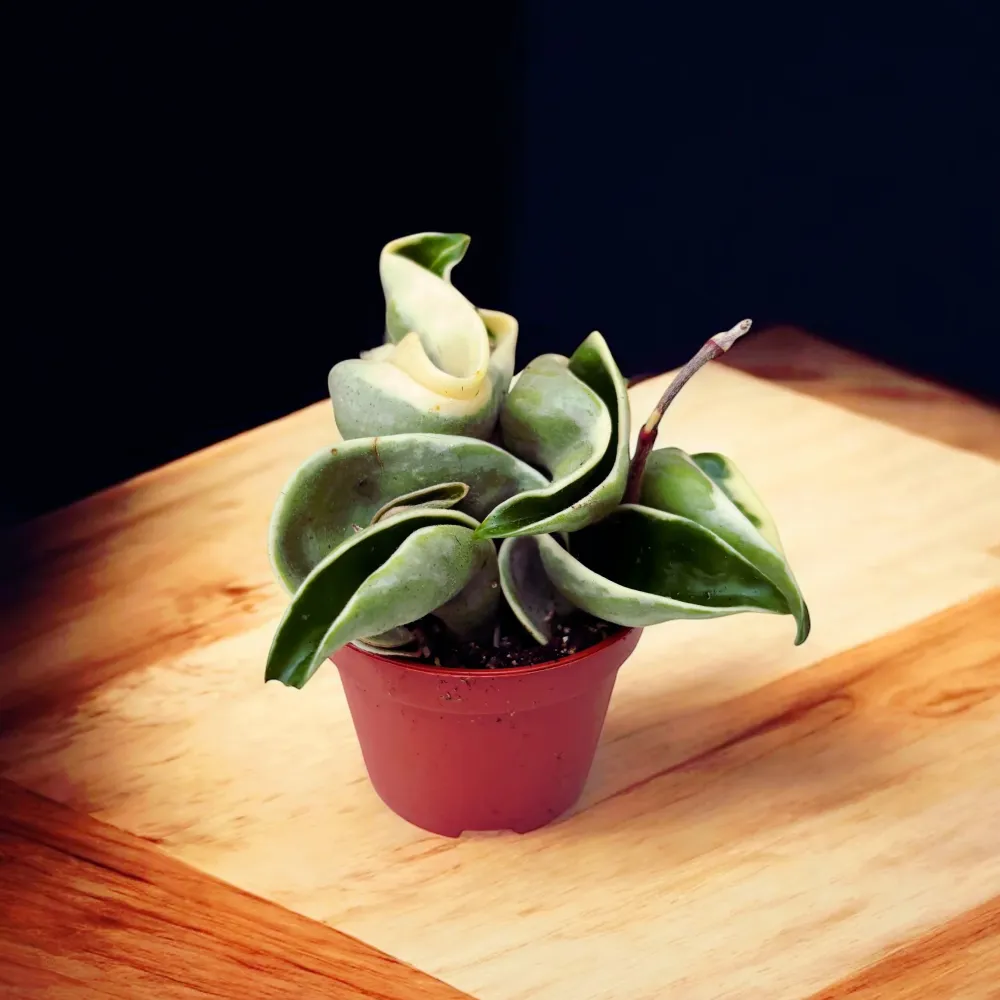 Hoya compacta 'Regalis' (albomarginata) D6