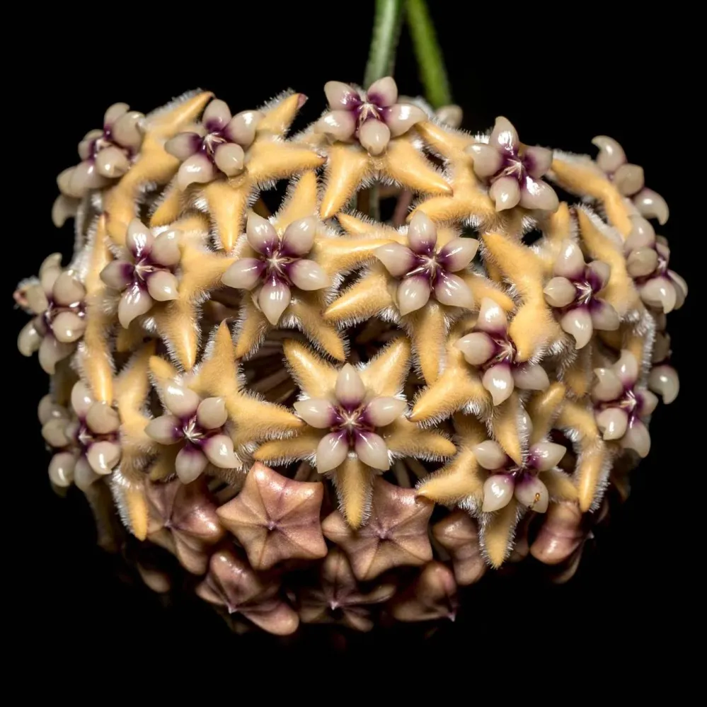 Hoya coriacea - exemplare dezvoltate