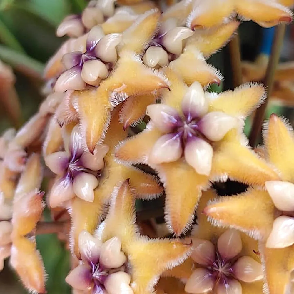 Hoya coriacea - exemplare dezvoltate