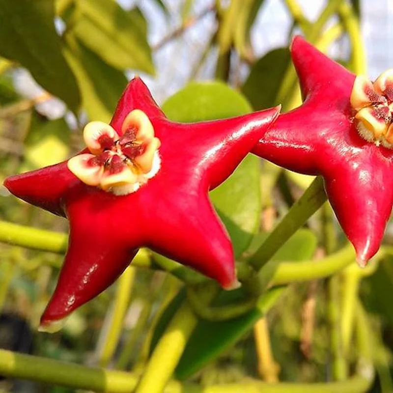 Hoya coronaria 'Red' (flori mari, parfumate)