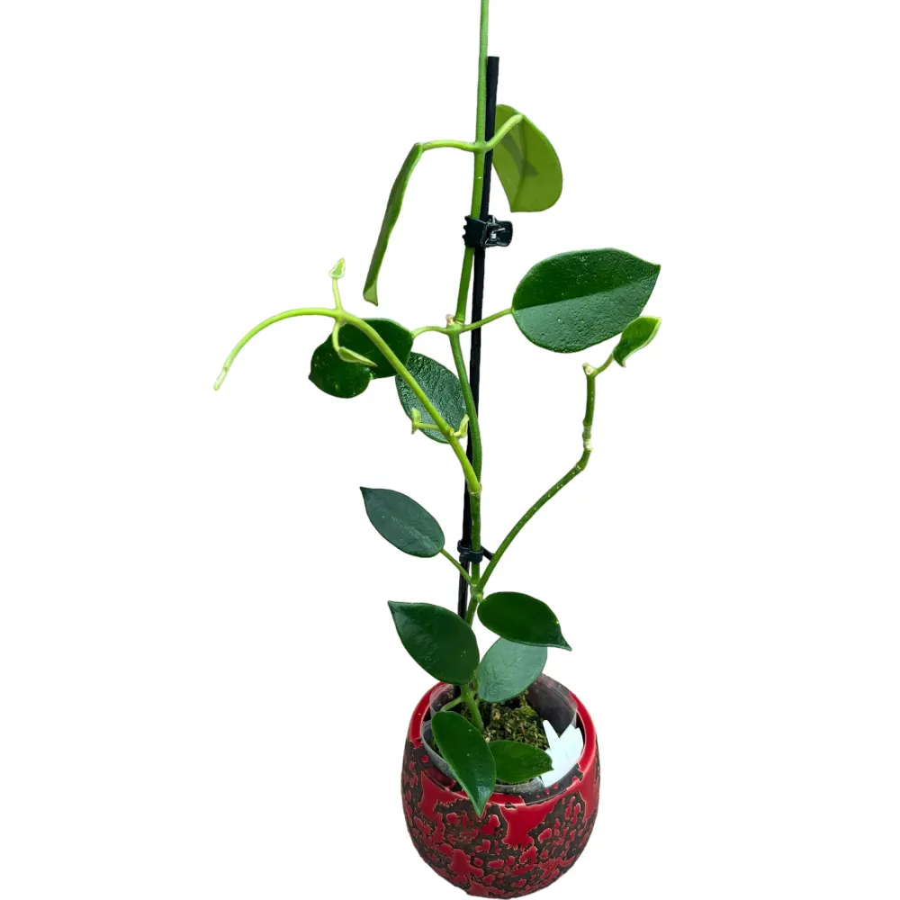 Hoya coronaria 'Red' (flori mari, parfumate)