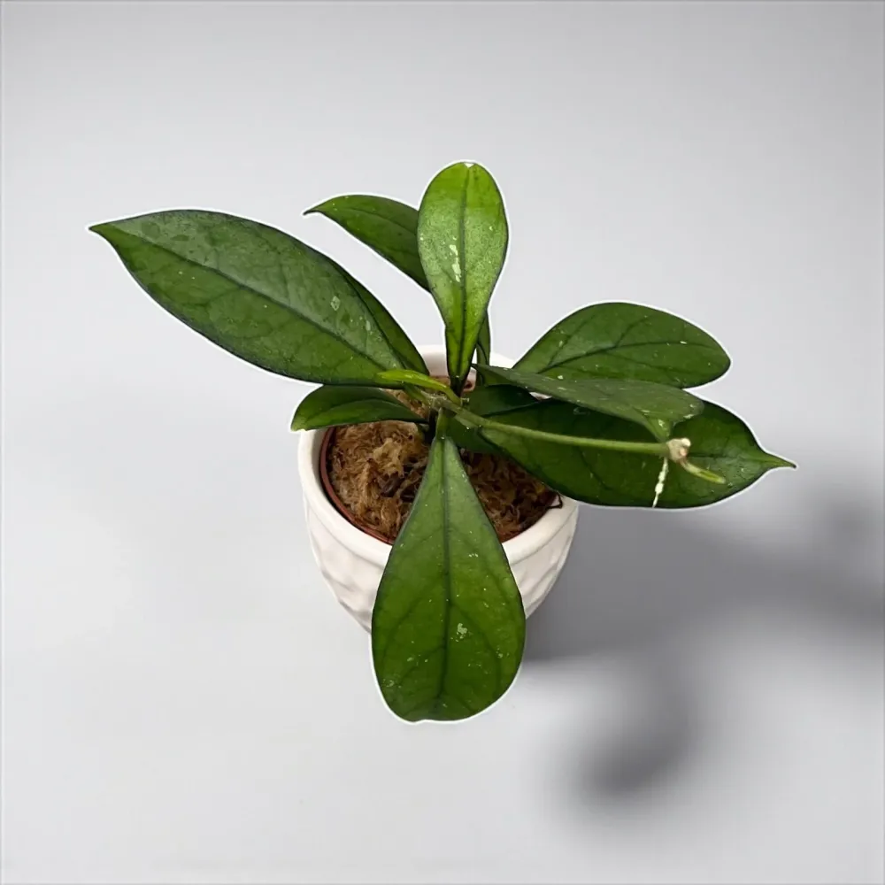 Hoya crassipetiolata D6