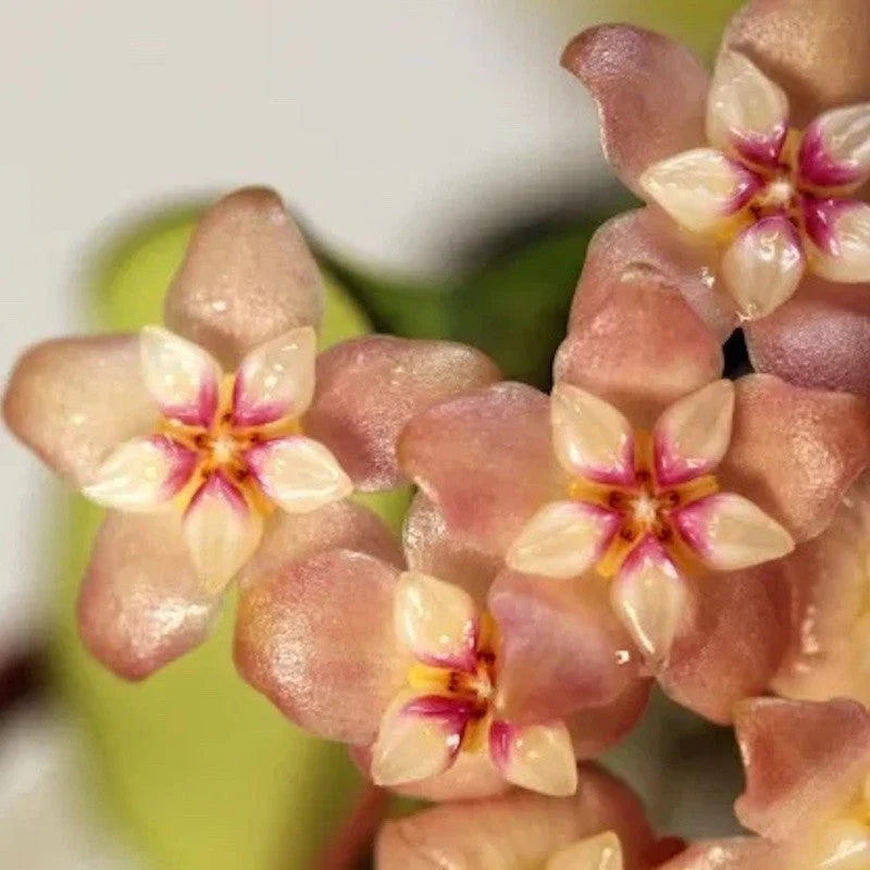 Hoya crassipetiolata D12 - full pots