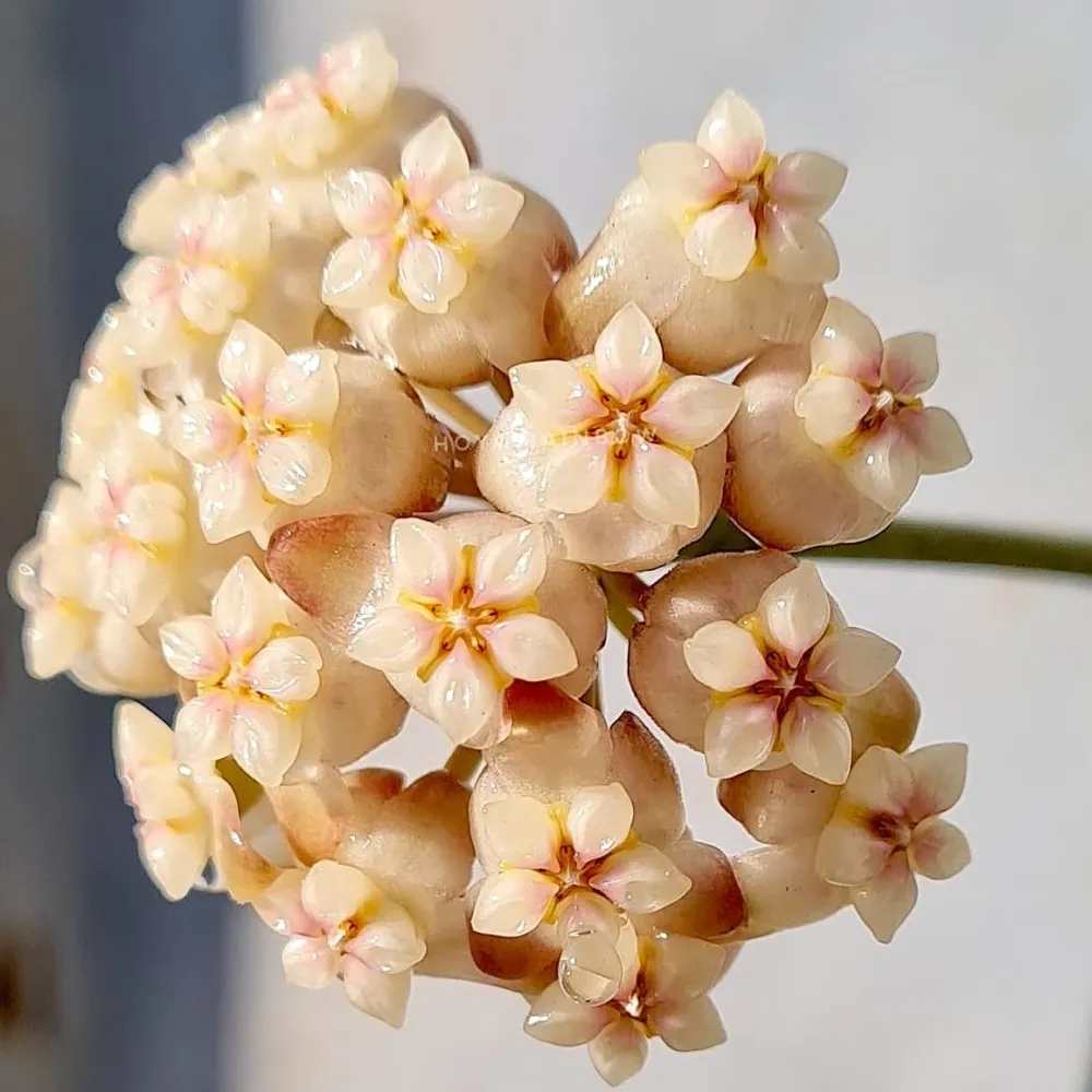 Hoya crassipetiolata 'Splash' D9