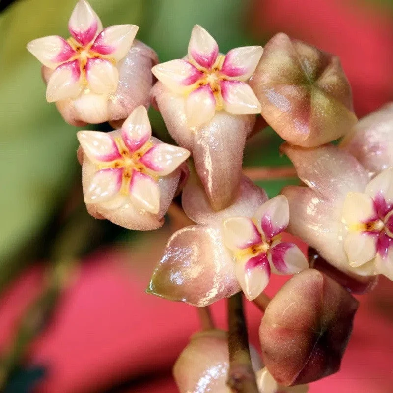 Hoya crassipetiolata 'Splash' D9