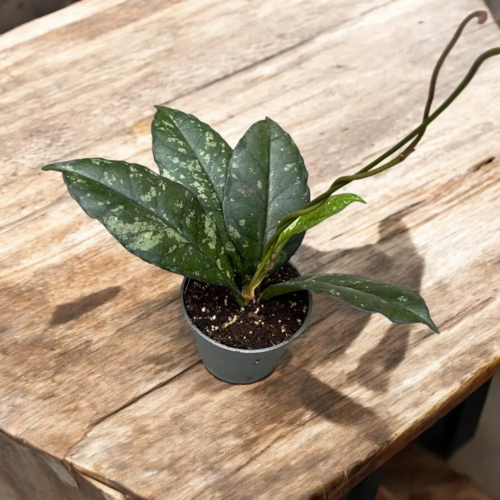 Hoya crassipetiolata 'Splash' D6