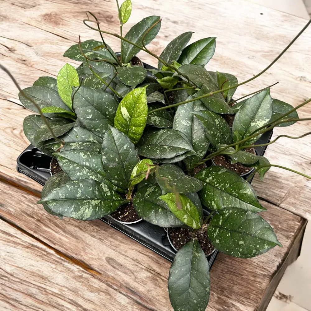 Hoya crassipetiolata 'Splash' D6