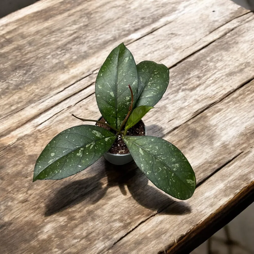 Hoya crassipetiolata 'Splash' D6
