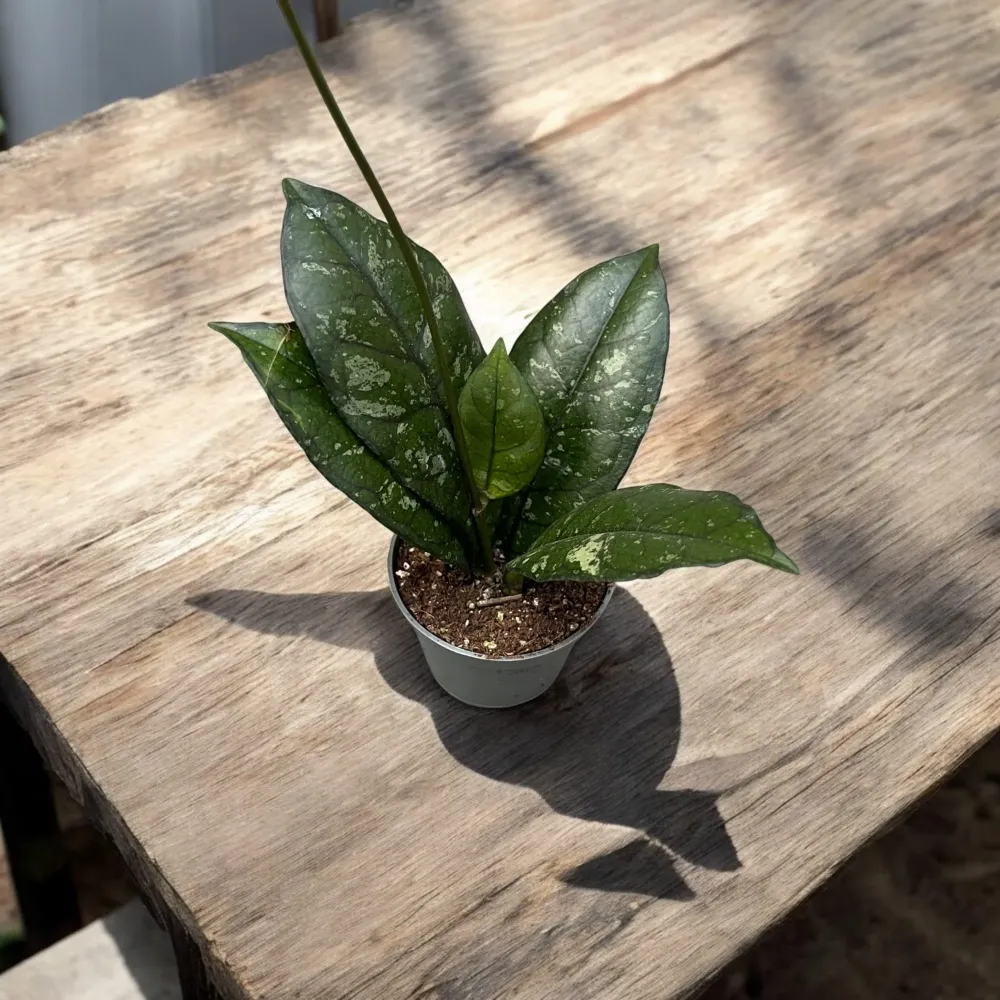 Hoya crassipetiolata 'Splash' D6