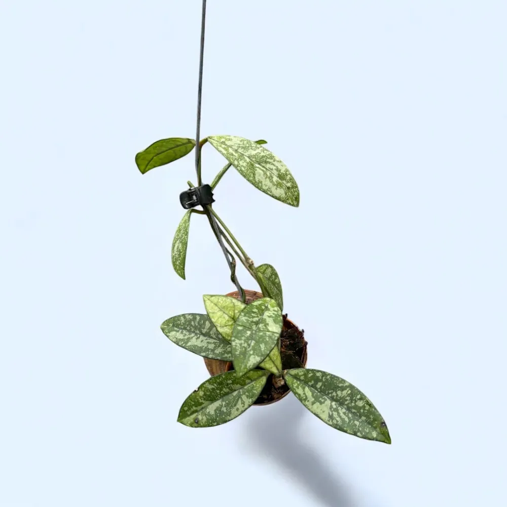 Hoya crassipetiolata 'Splash’ - montata cochilie ‘Snaily’