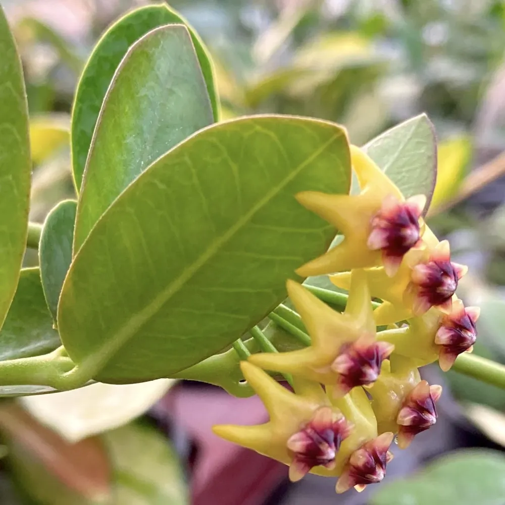 Hoya cummingiana (flori aurii, parfumate) - D12, exemplare dezvoltate!
