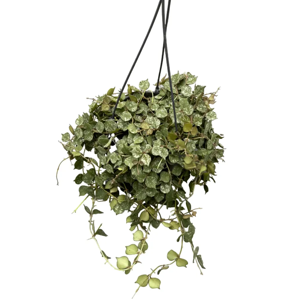 Hoya curtisii - full pots - exemplare mari!