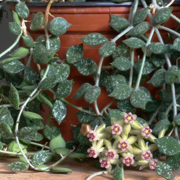 Hoya curtisii (Taiwan) - exemplare dezvoltate