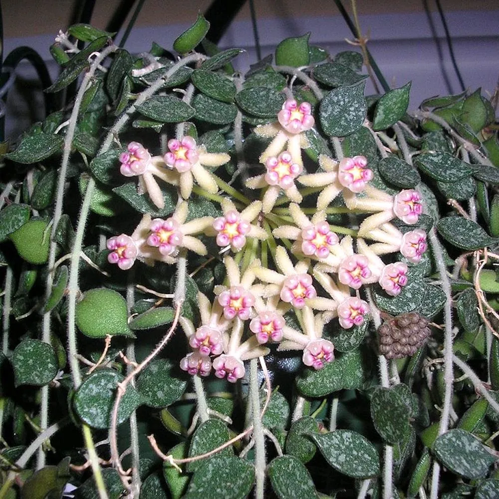 Hoya curtisii (Taiwan) - exemplare dezvoltate