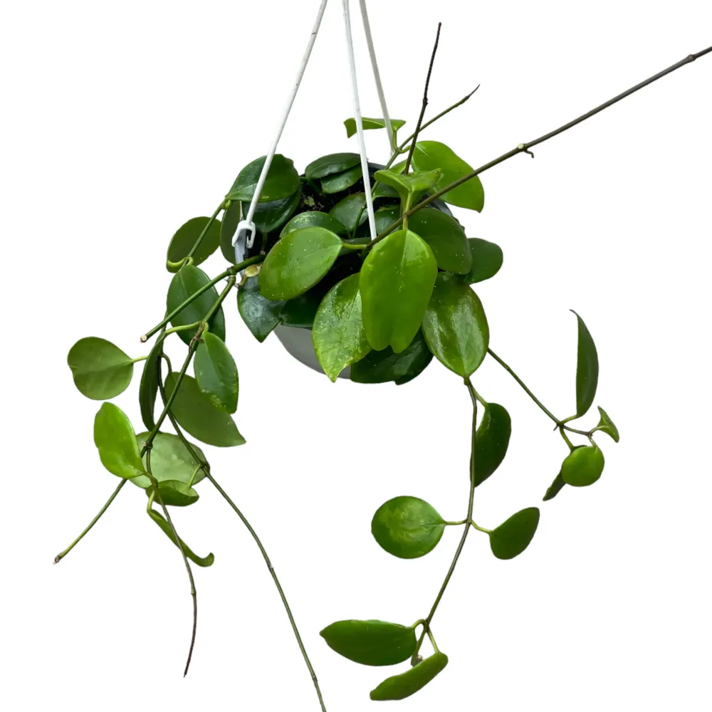 Hoya diptera (flori parfumate) D15 - exemplare dezvoltate
