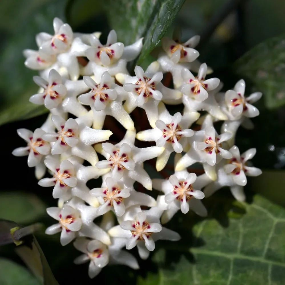 Hoya elliptica (Turtle Shell Hoya) - full pots