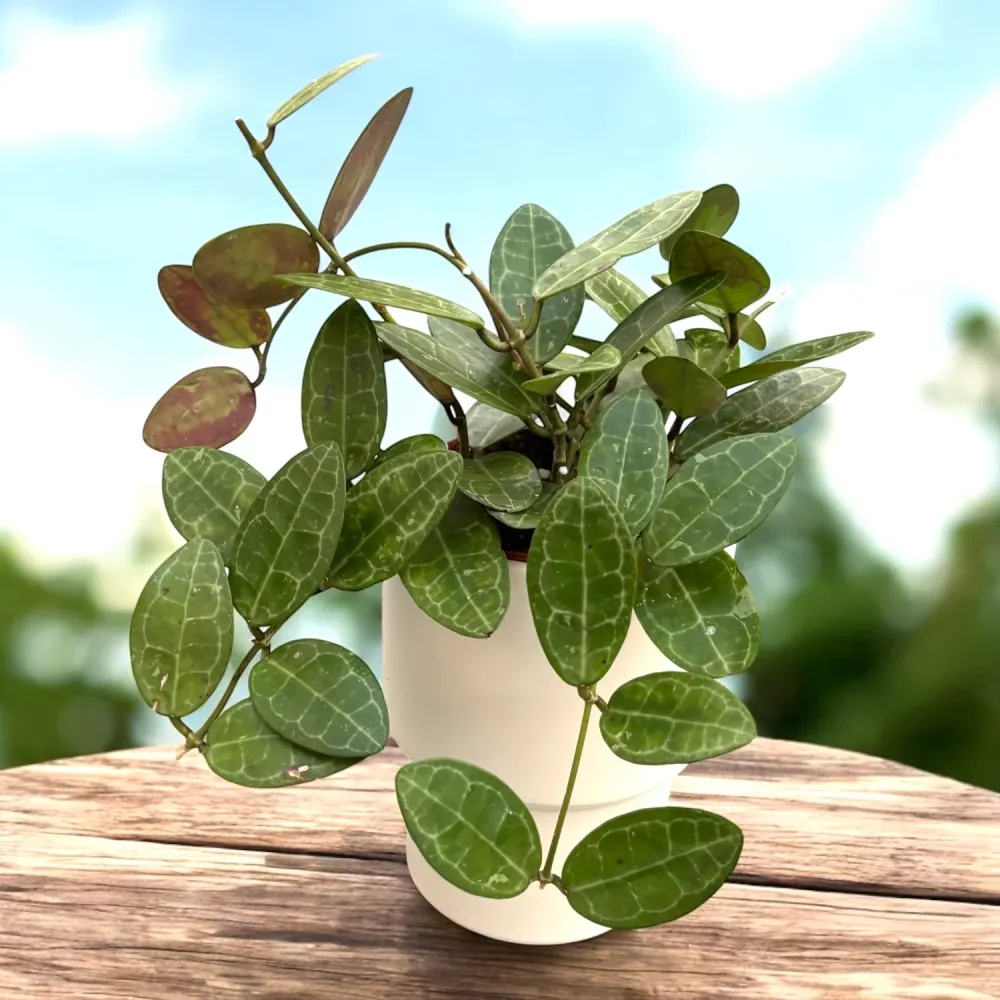 Hoya elliptica (Turtle Shell Hoya) - full pots
