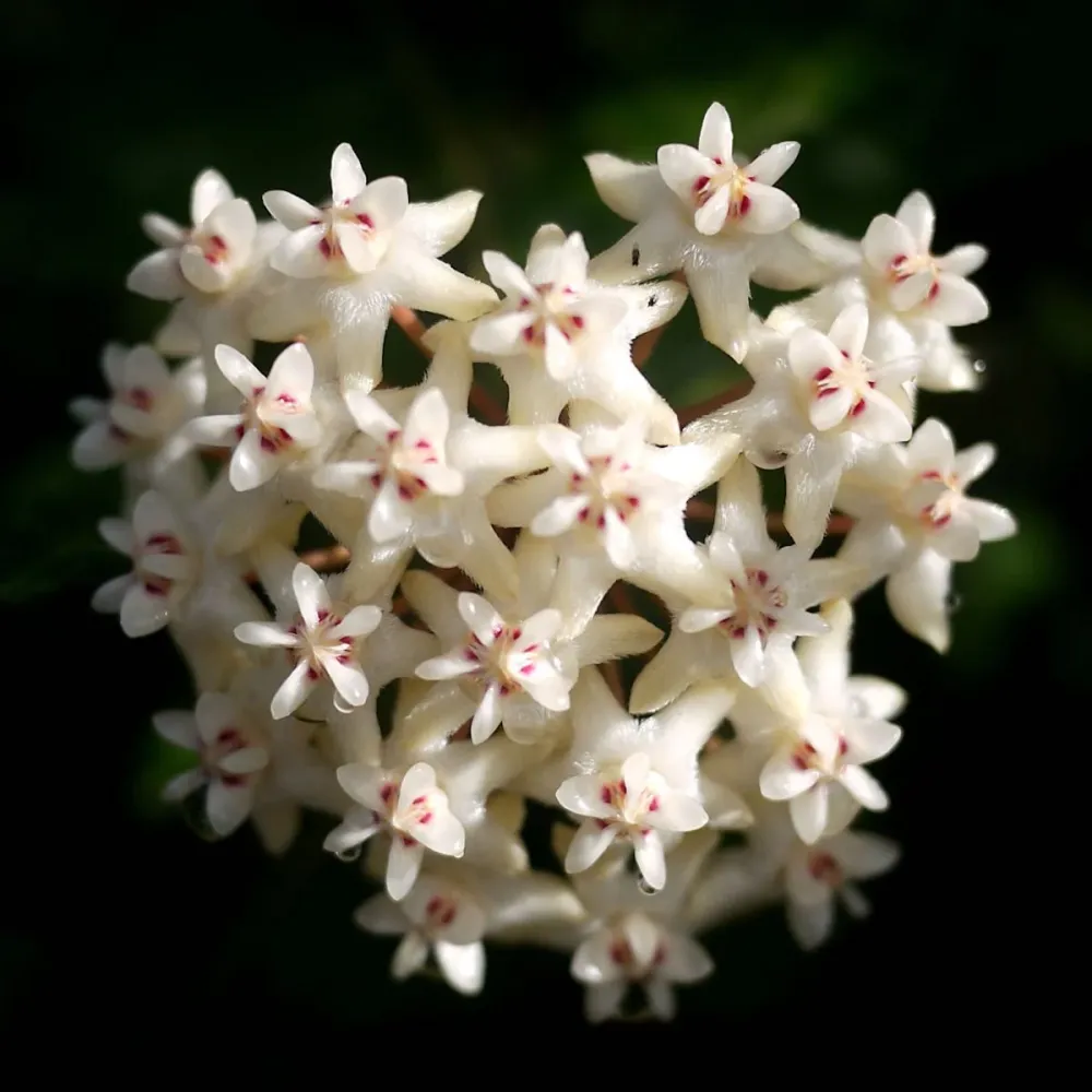 Hoya elliptica (Turtle Shell Hoya) - full pots