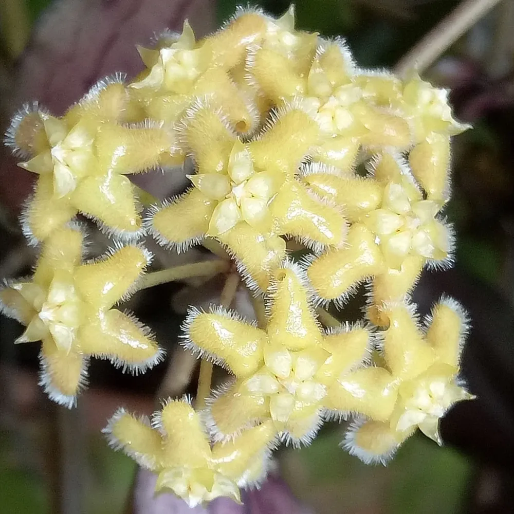 Hoya erythrina D12 - full pots!