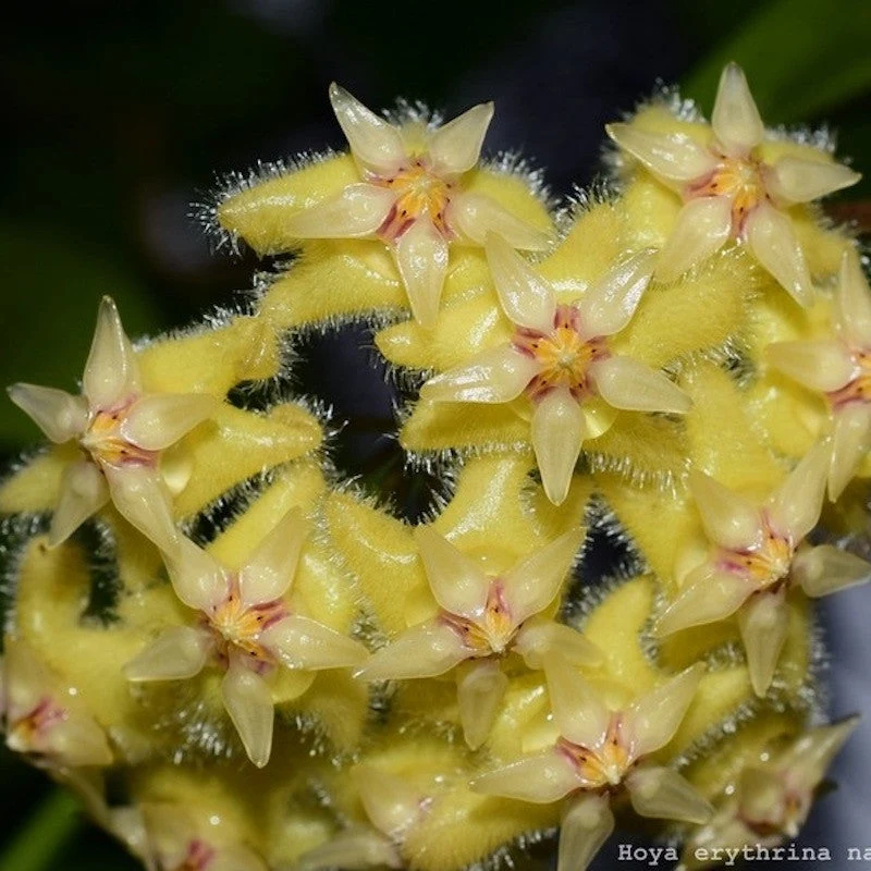 Hoya erythrina 'Red' (Nara)