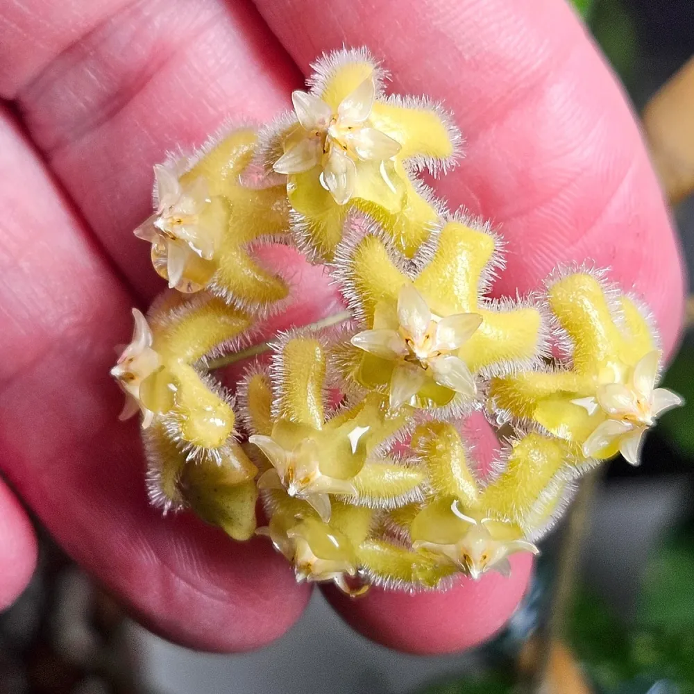 Hoya erythrina 'Red' (Nara)