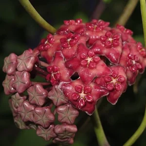 Hoya excavata (parfum de vanilie) - exemplare mari