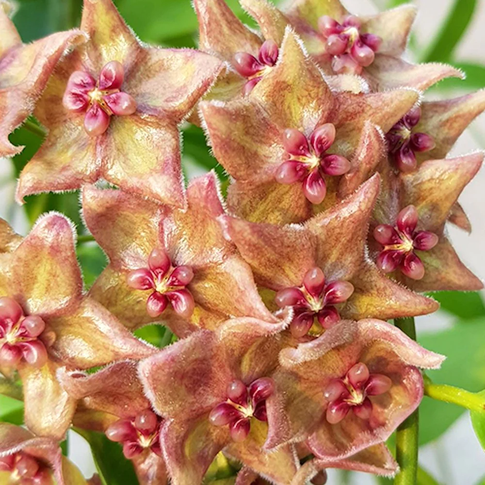 Hoya filiformis (Hoya chlorantha var. tutuilensis) - exemplare dezvoltate