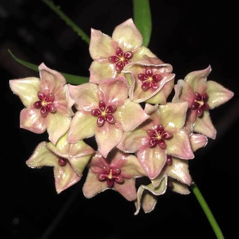 Hoya filiformis (Hoya chlorantha var. tutuilensis) - exemplare dezvoltate