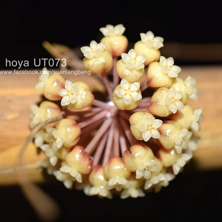 Hoya finlaysonii UT073 (D6cm)