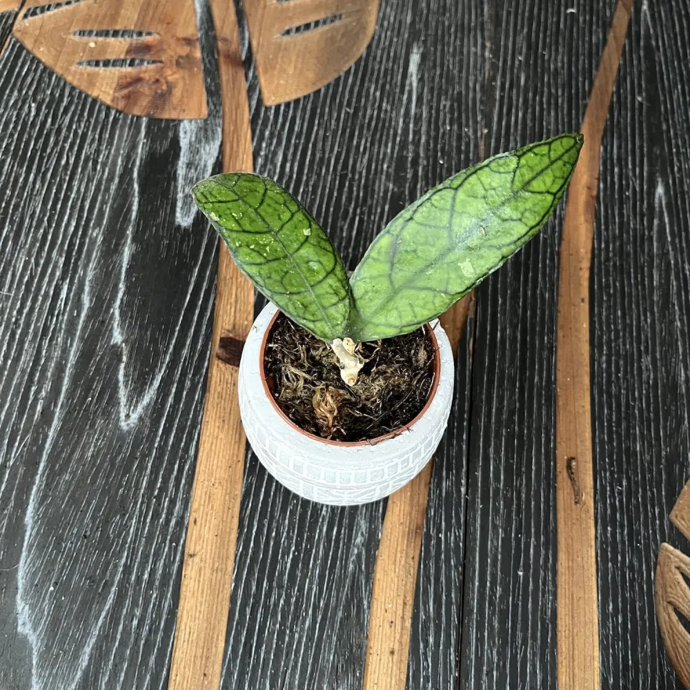 Hoya finlaysonii UT073 (D6cm)