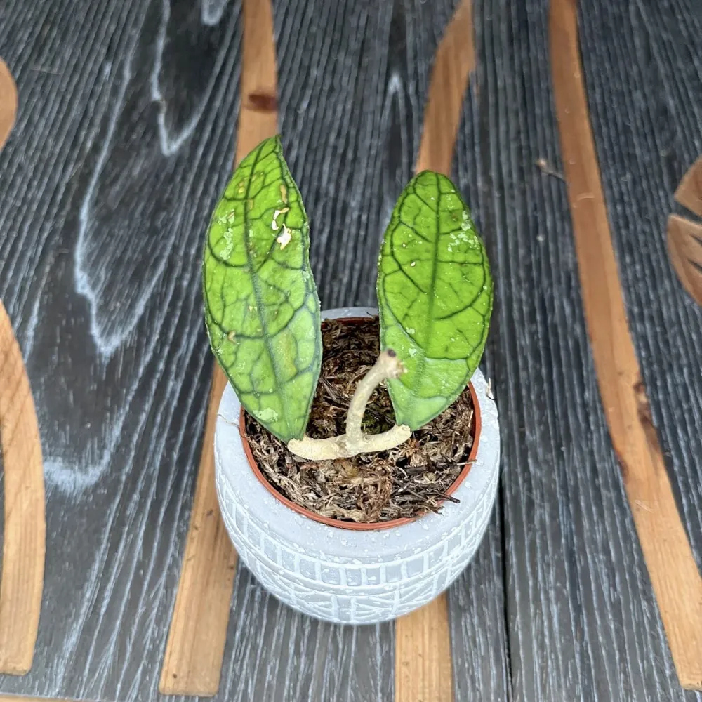 Hoya finlaysonii UT073 (D6cm)