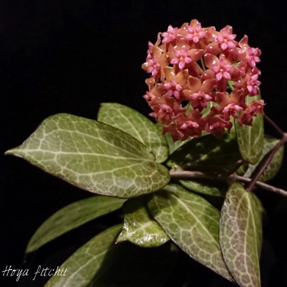 Hoya fitchii D9 - flori parfumate