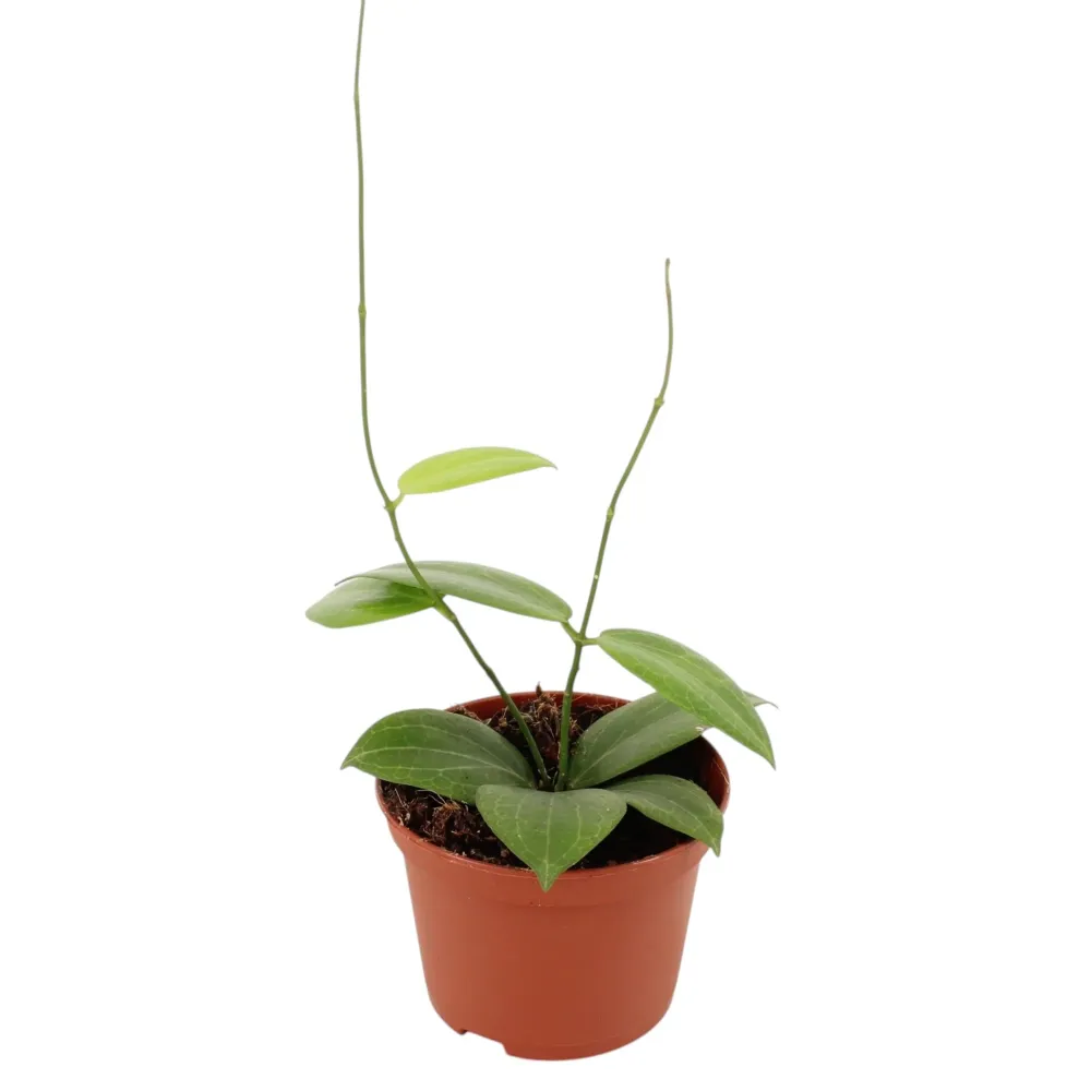 Hoya fitchii D9 - flori parfumate