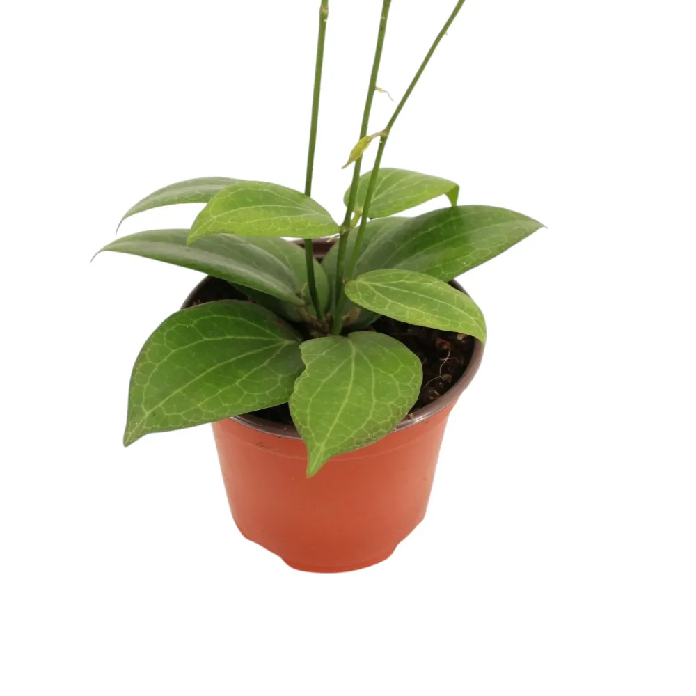 Hoya fitchii D9 - flori parfumate