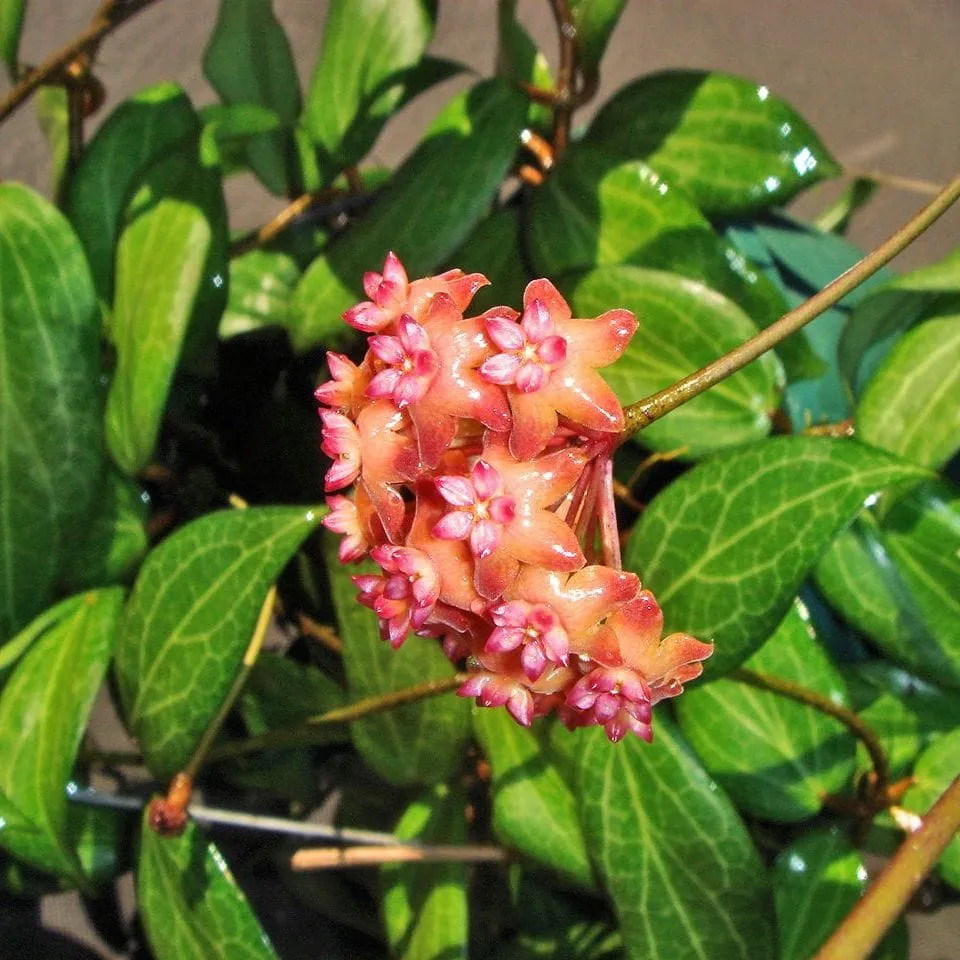 Hoya fitchii D9 - flori parfumate