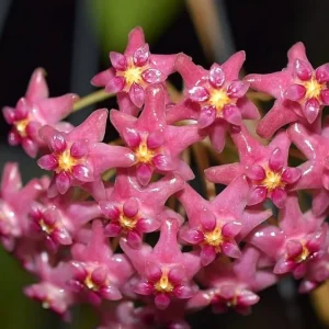 Hoya glabra