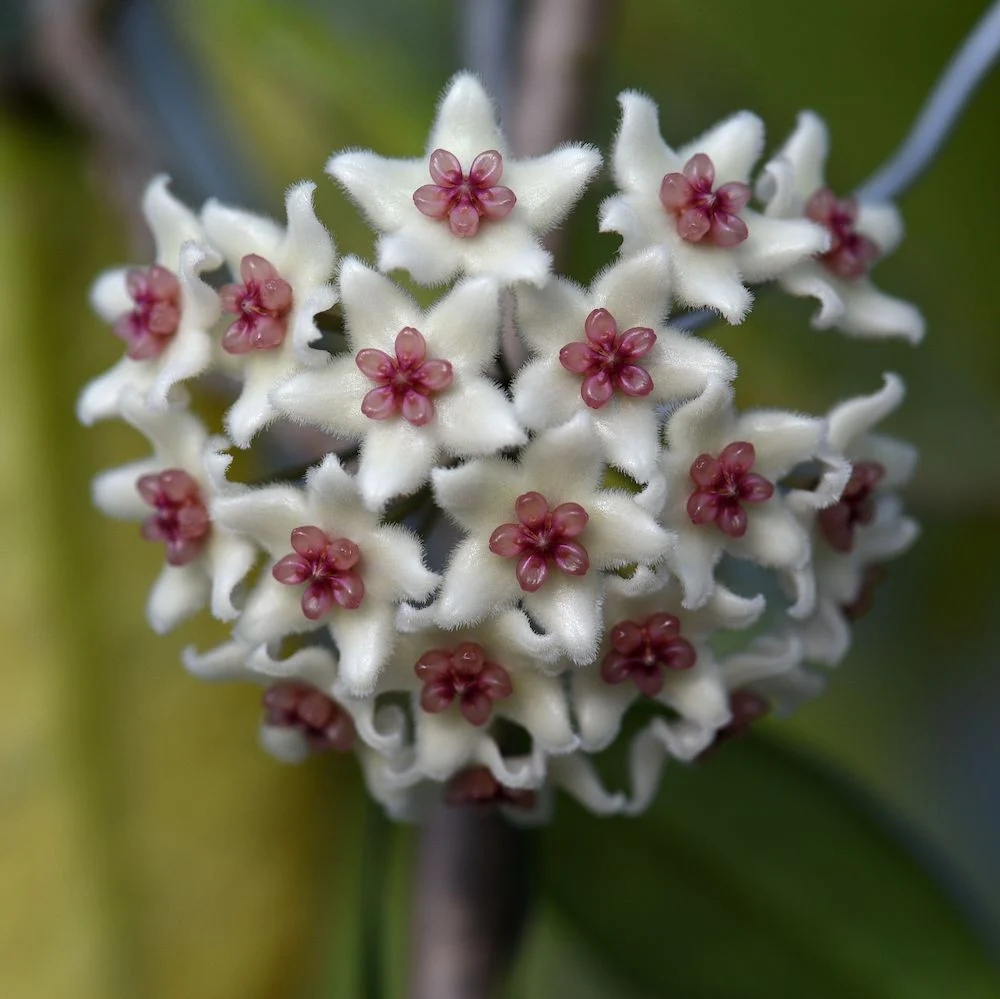 Hoya graveolens (Hoya oblongacutifolia) - exemplare dezvoltate