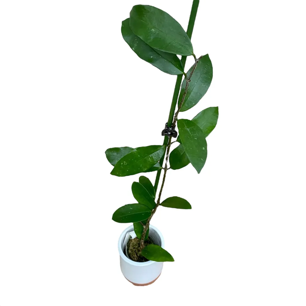 Hoya graveolens (Hoya oblongacutifolia) - exemplare dezvoltate