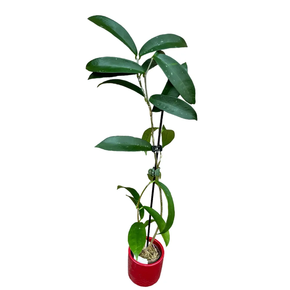 Hoya graveolens (Hoya oblongacutifolia) - exemplare dezvoltate