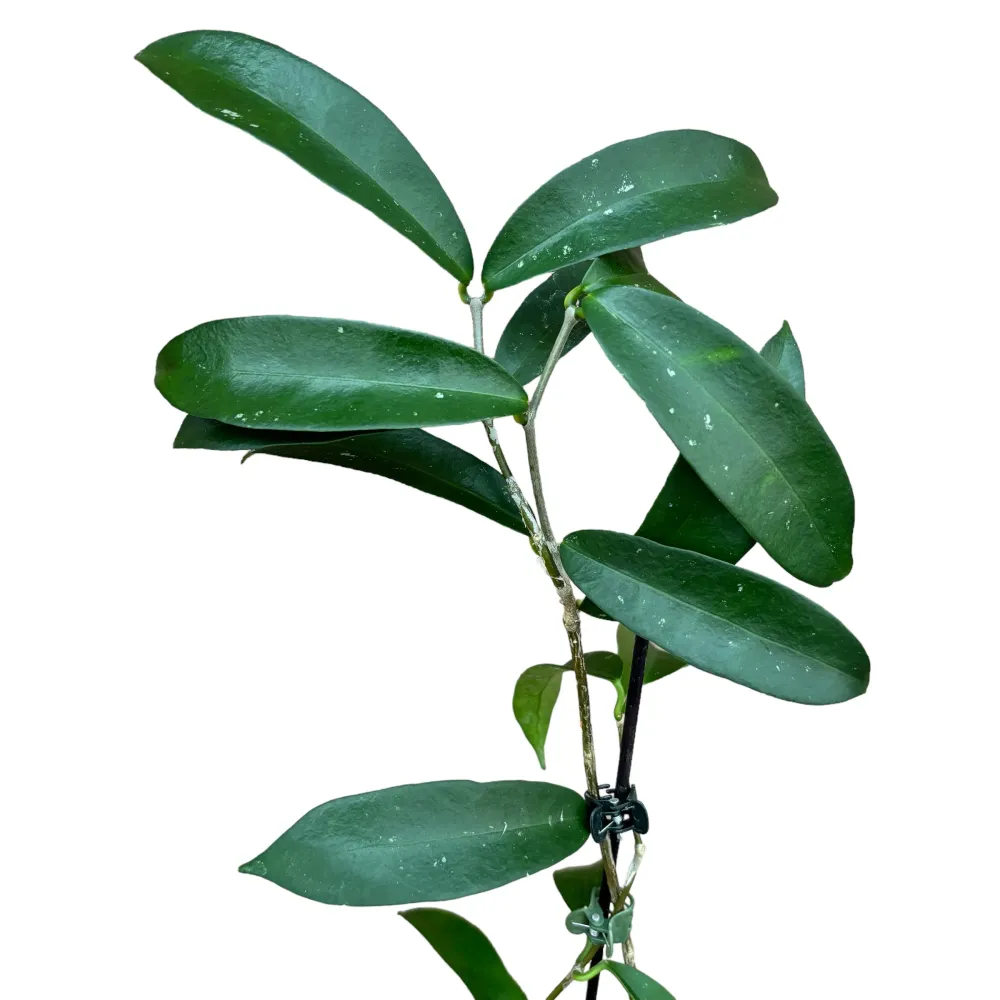 Hoya graveolens (Hoya oblongacutifolia) - exemplare dezvoltate