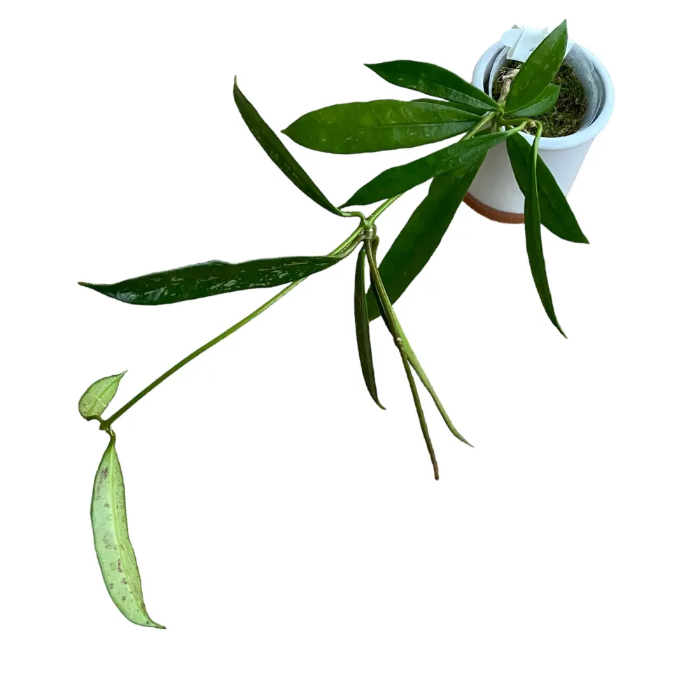 Hoya griffithii