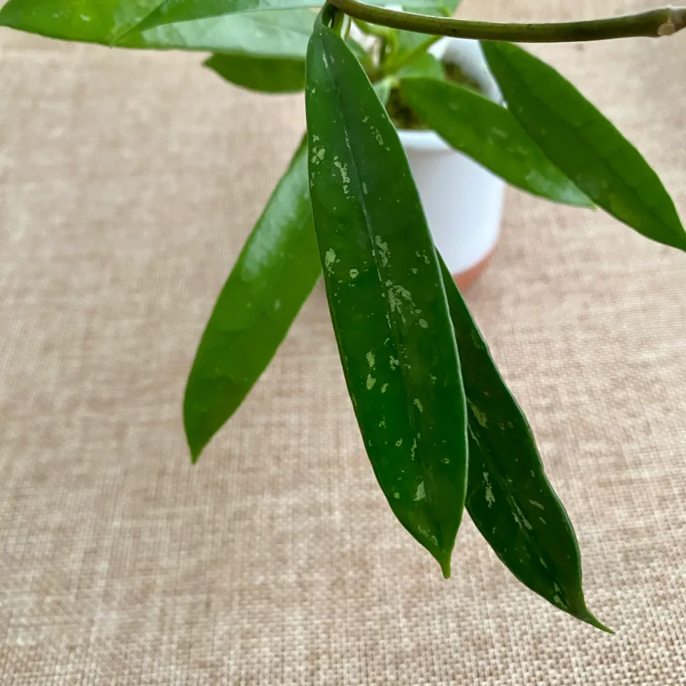 Hoya griffithii