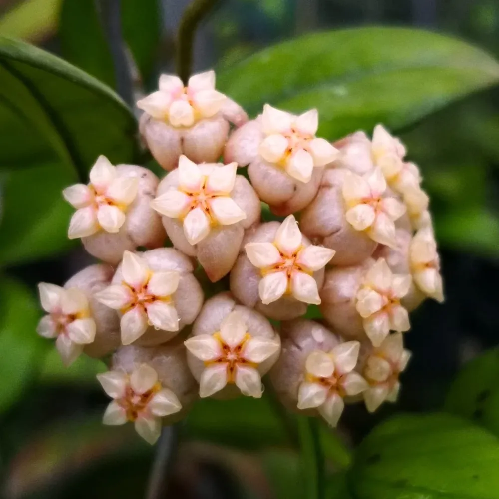 Hoya hainanensis (sp. DaNang Vietnam) - flori parfumate
