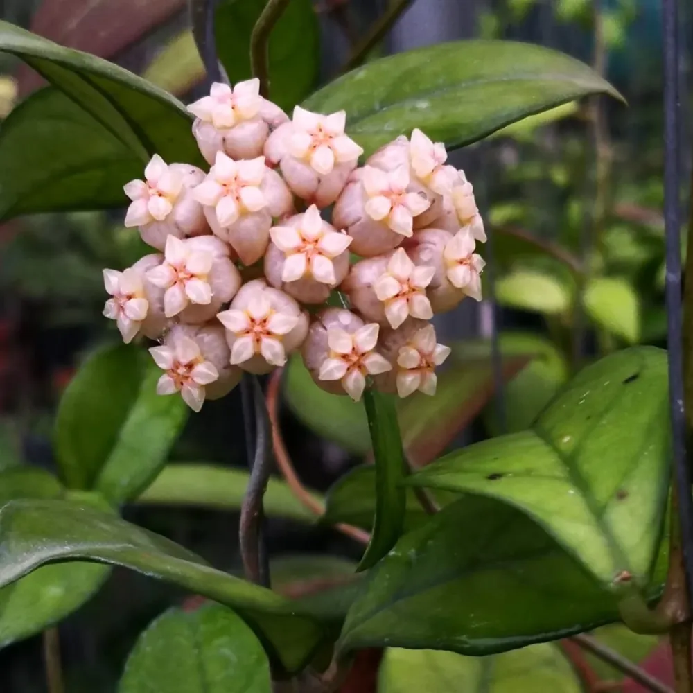 Hoya hainanensis (sp. DaNang Vietnam) - flori parfumate