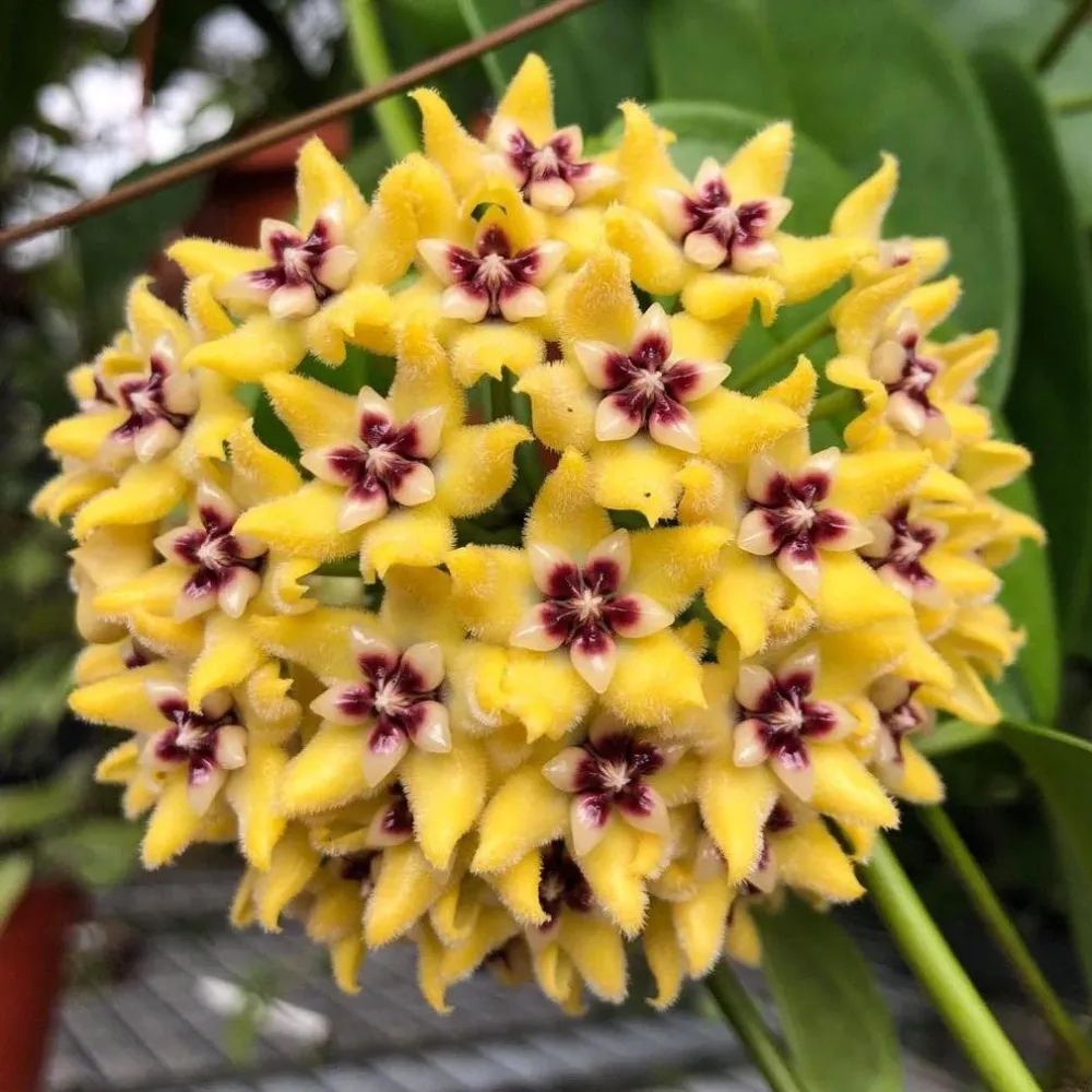 Hoya halconensis *parfumata - exemplare dezvoltate
