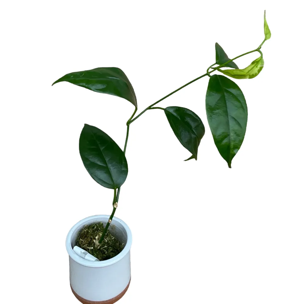 Hoya halconensis *parfumata - exemplare dezvoltate