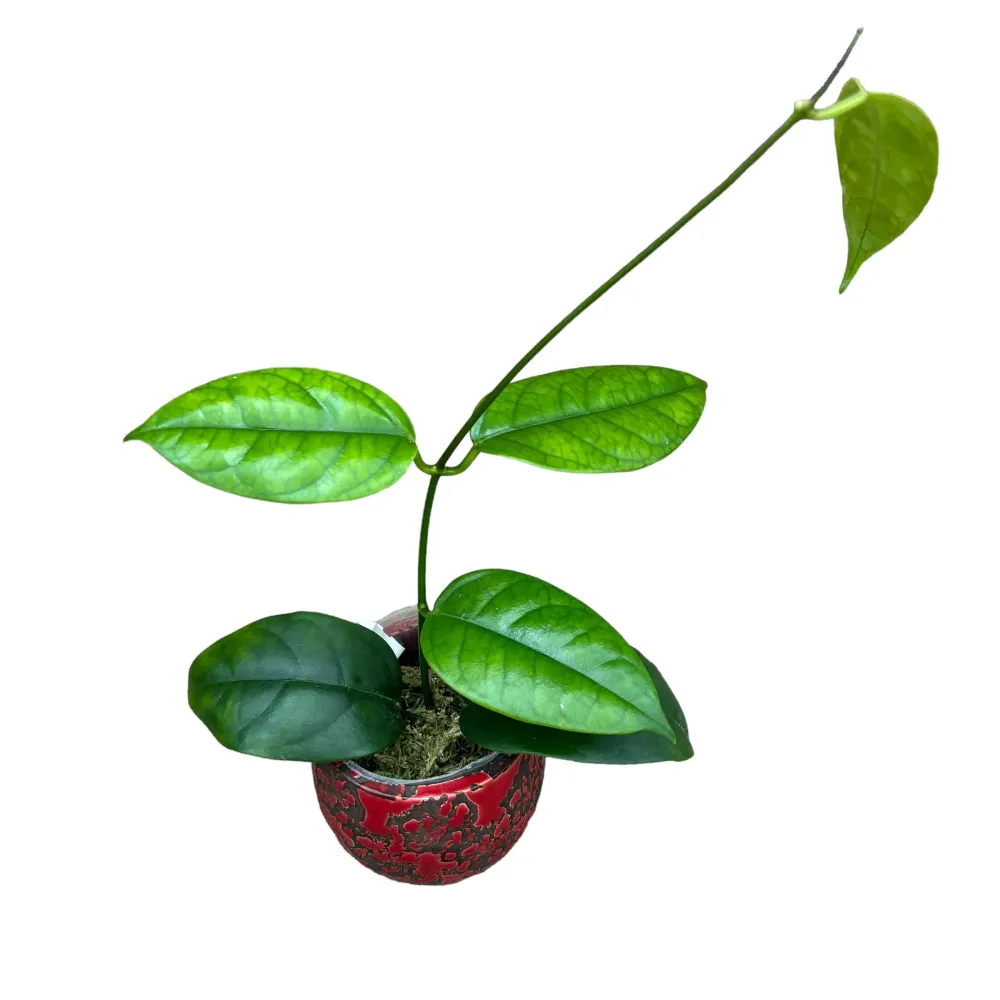 Hoya halconensis *parfumata - exemplare dezvoltate
