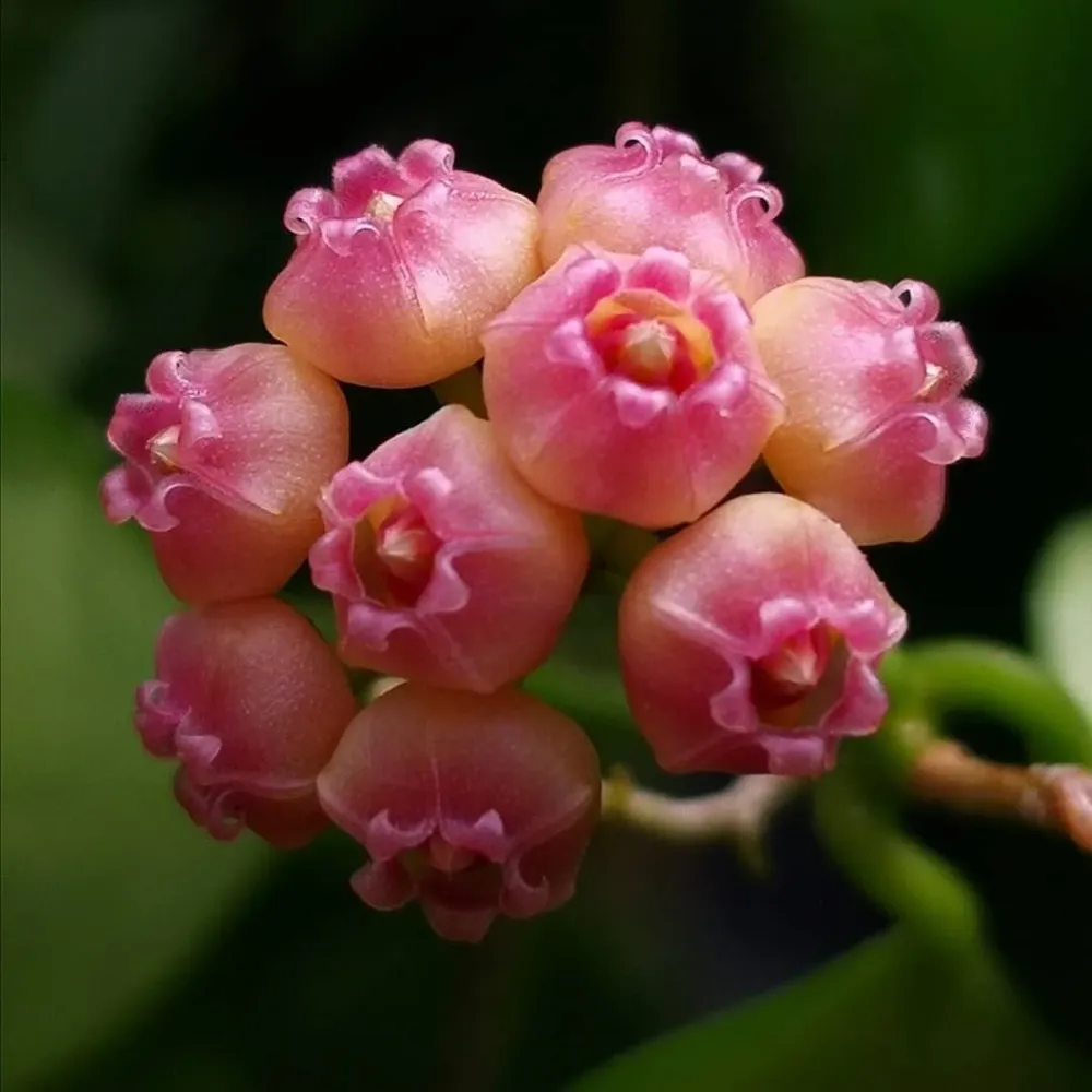 Hoya heuschkeliana 'Variegata' D6