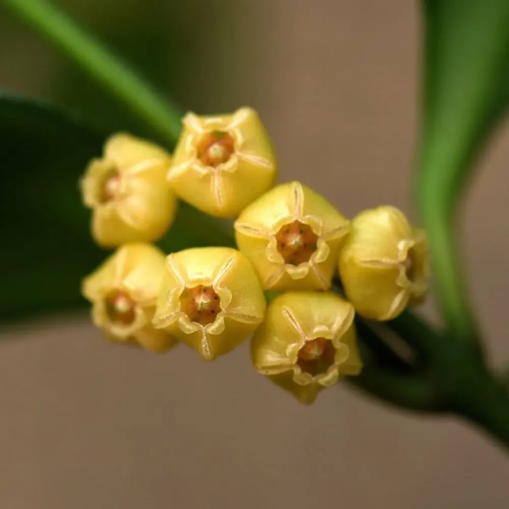Hoya heuschkeliana 'Yellow' - flori parfumate