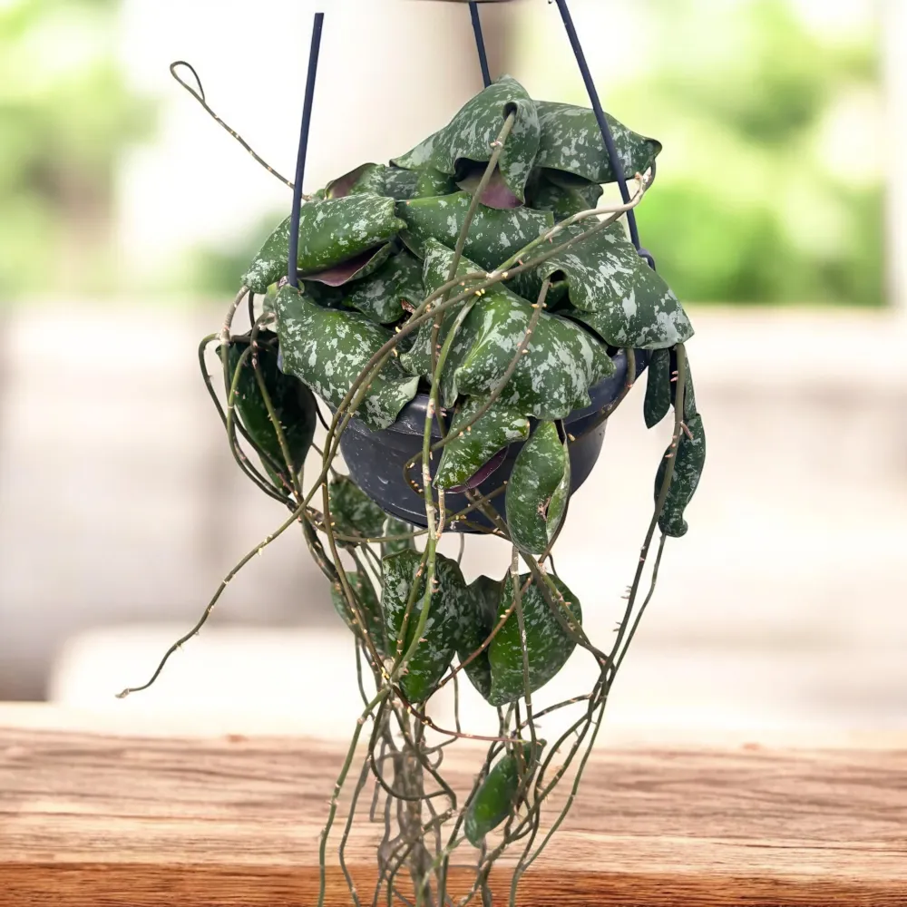Hoya imbricata - exemplare mari, full pots